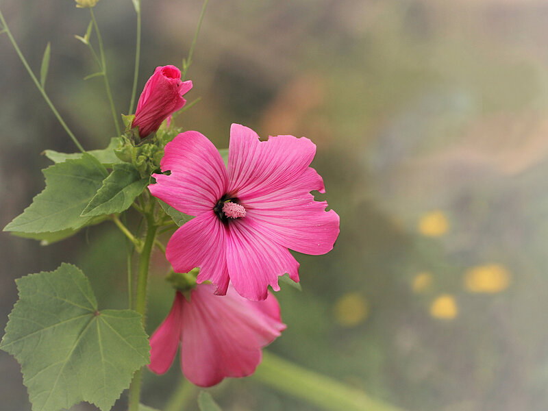 Pink Mallow Flower — Serene, Spring