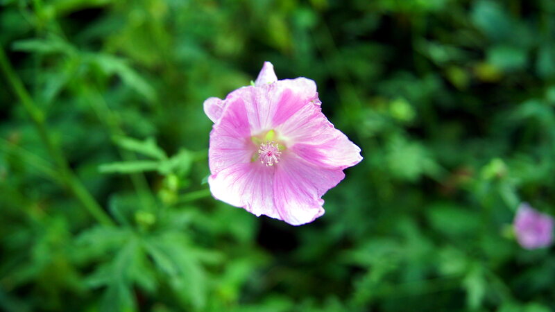 Pink Mallow Flower — Serene