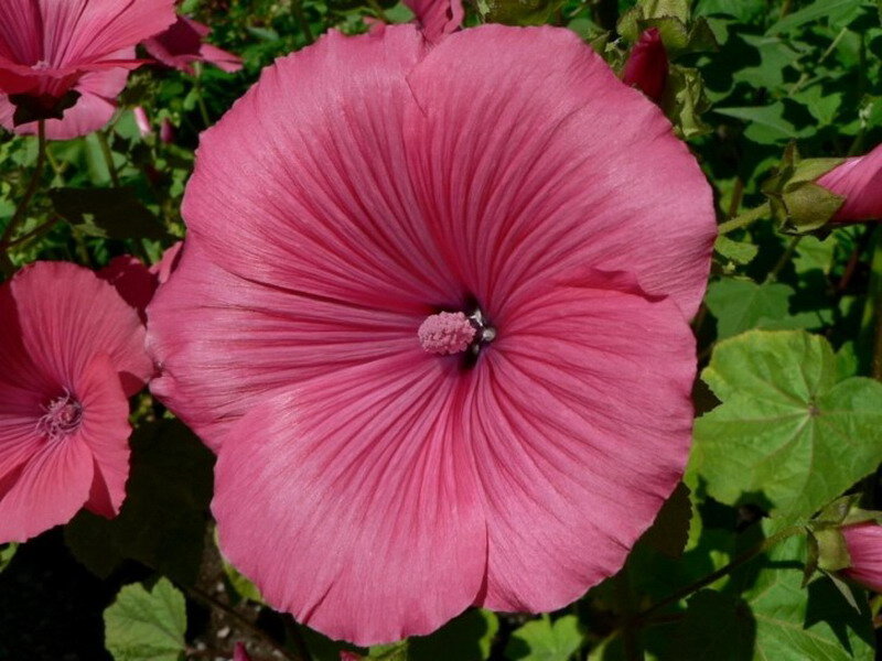 Pink Mallow Flower