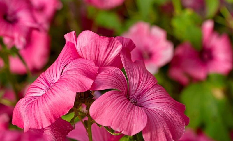 Pink Mallow Flowers — Calm, Afternoon