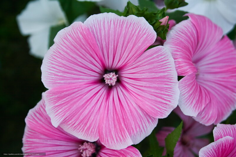 Pink Mallow Flowers — Calm, Photograph
