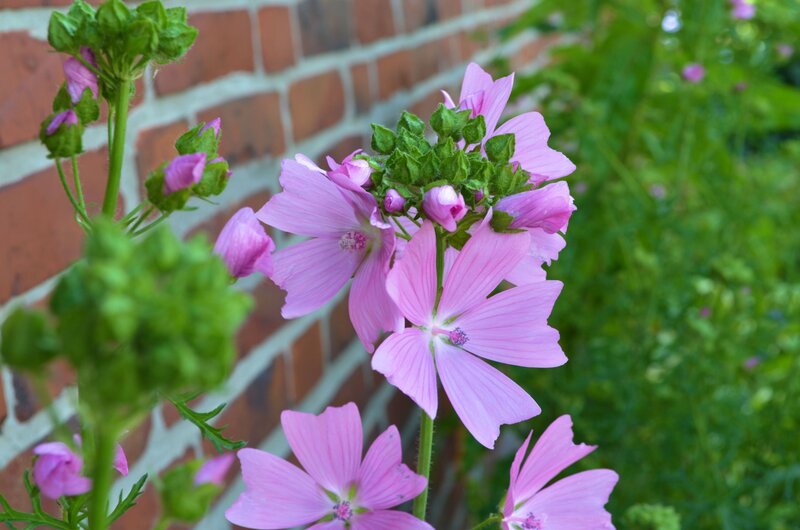 Pink Mallow Flowers — Calm, Spring, Photograph