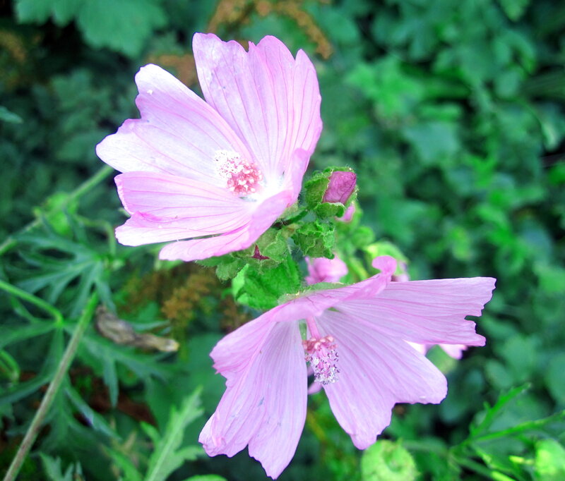 Pink Mallow Flowers — Calm, Spring