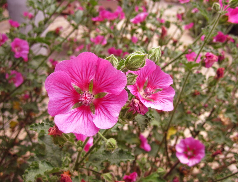 Pink Mallow Flowers — Calm, Summer