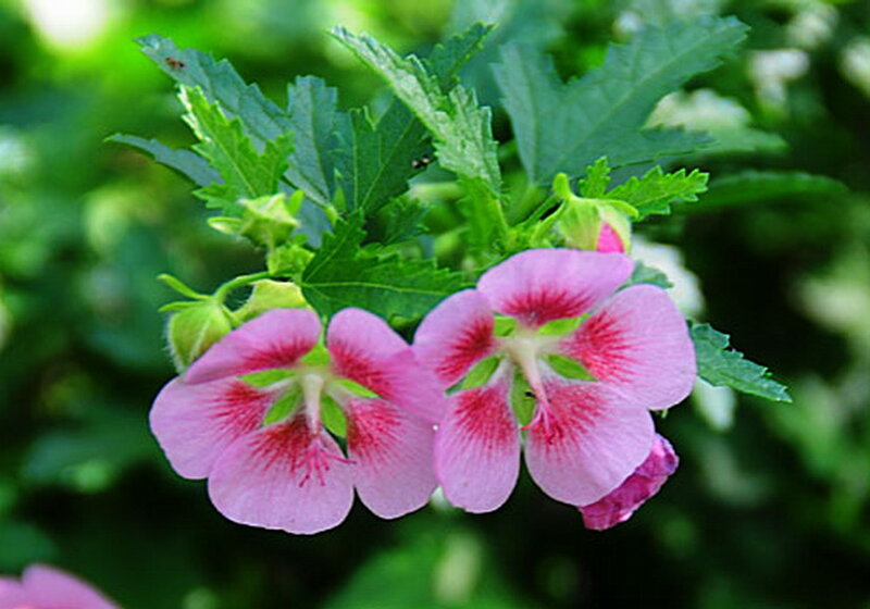 Pink Mallow Flowers — Calm