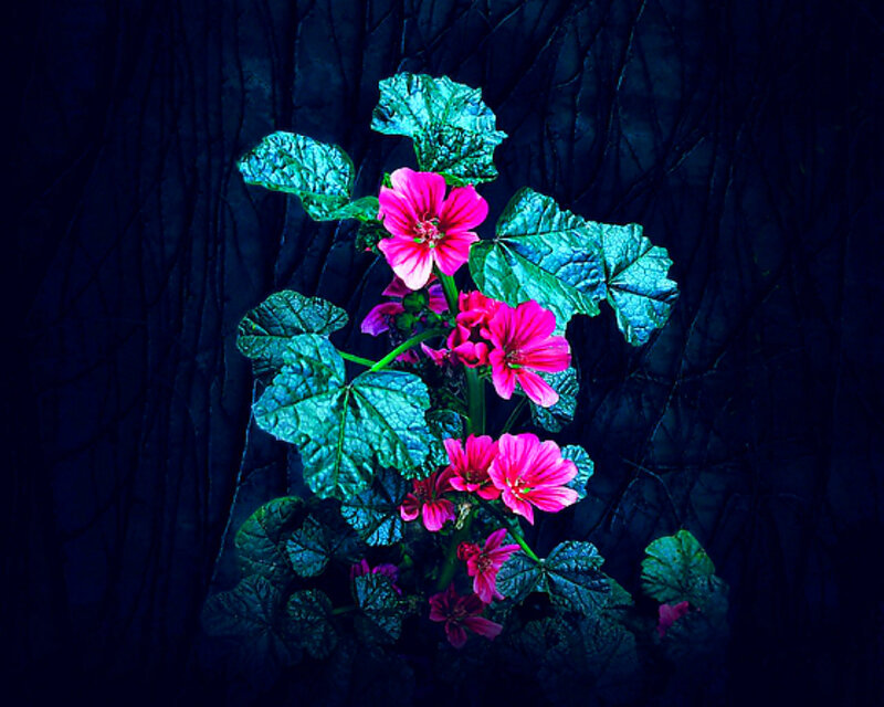 Pink Mallow Flowers — Dramatic