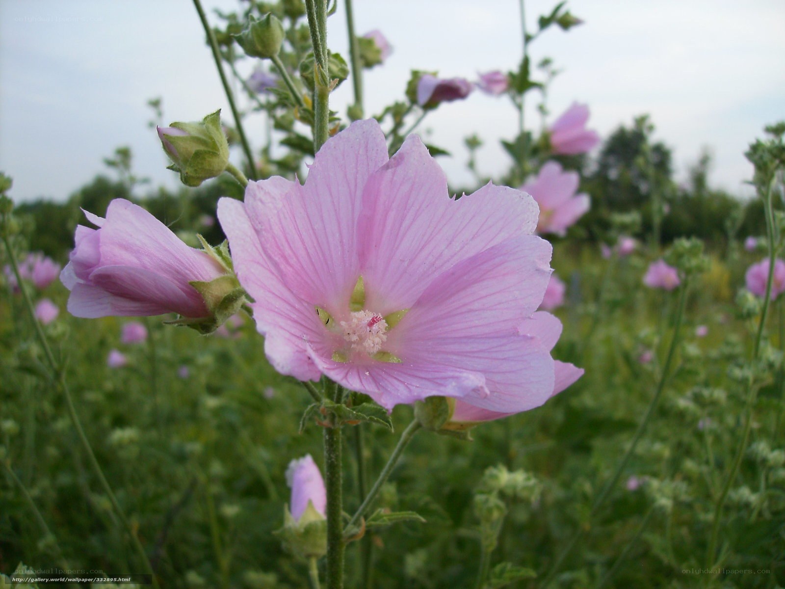 Pink mallow flowers in a field