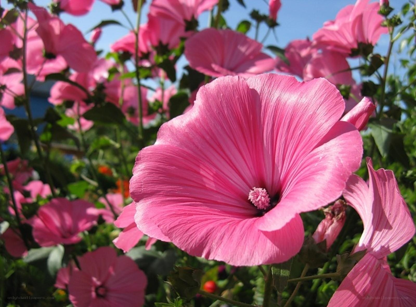 Pink mallow flowers in bloom