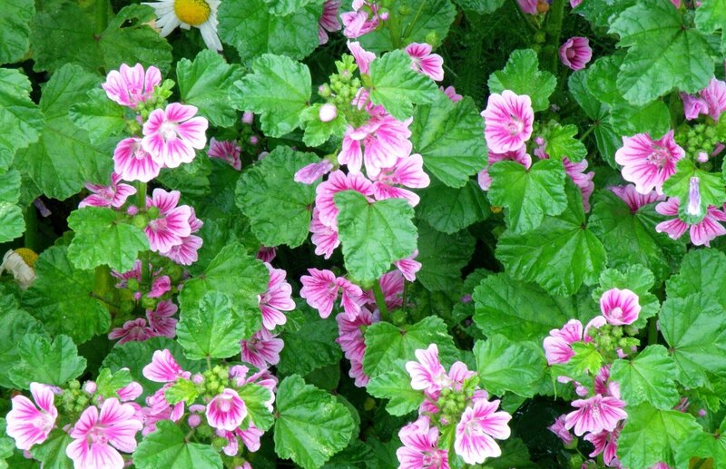 pink mallow flowers in garden