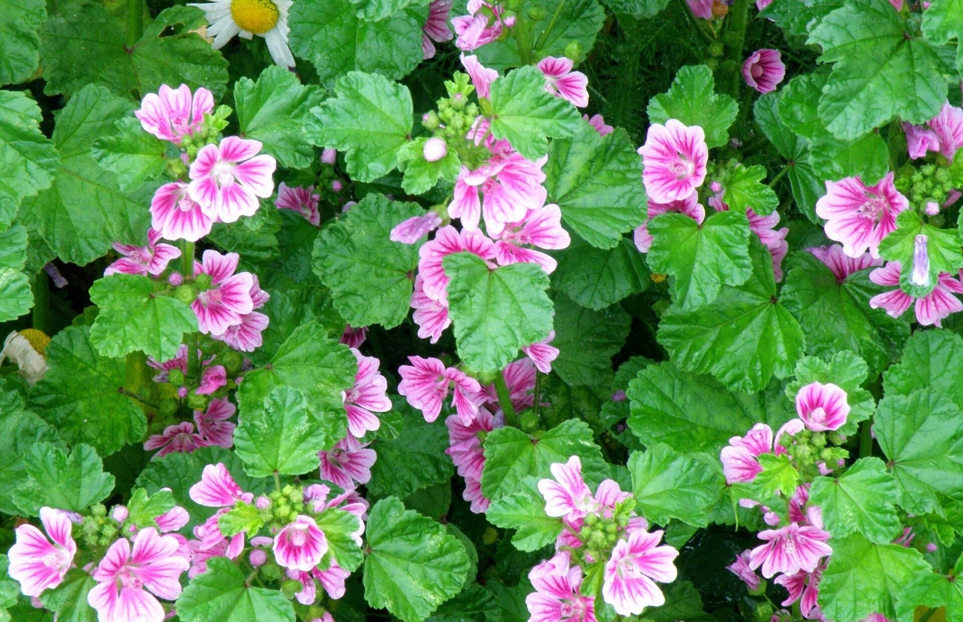 pink mallow flowers in garden