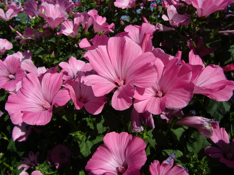 Pink Mallow Flowers — Serene, Afternoon, Photograph, Green Leaves