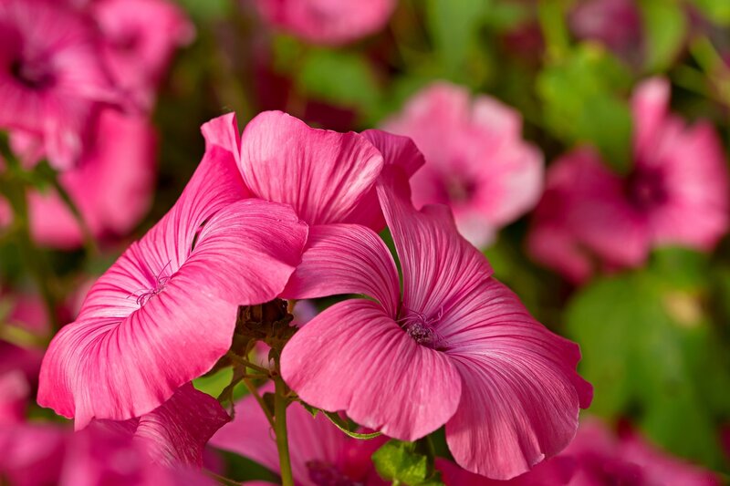 Pink Mallow Flowers — Serene, Afternoon