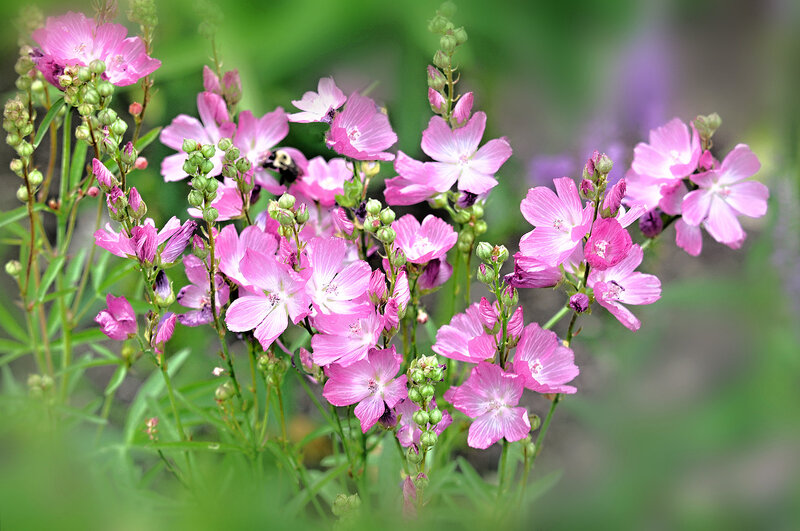 Pink Mallow Flowers — Serene, Spring, Photograph