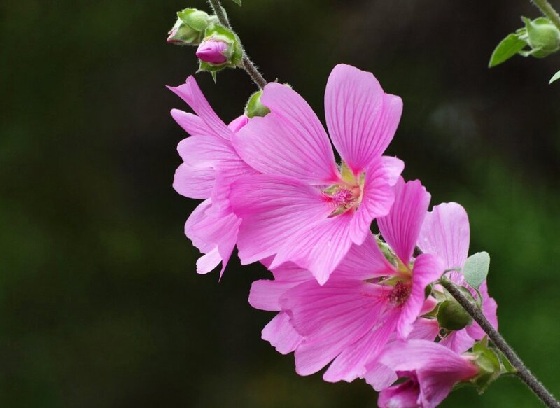 Pink Mallow Flowers — Serene, Spring