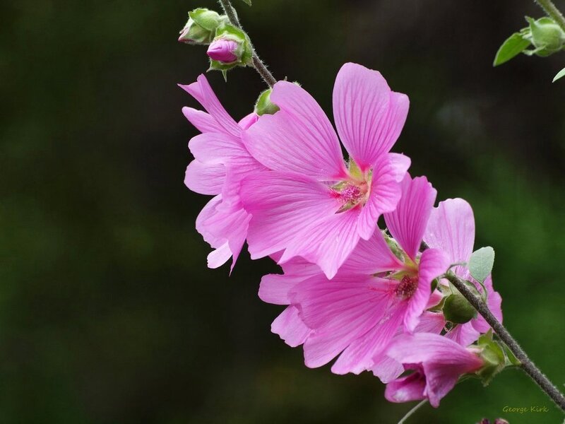 Pink Mallow Flowers — Serene