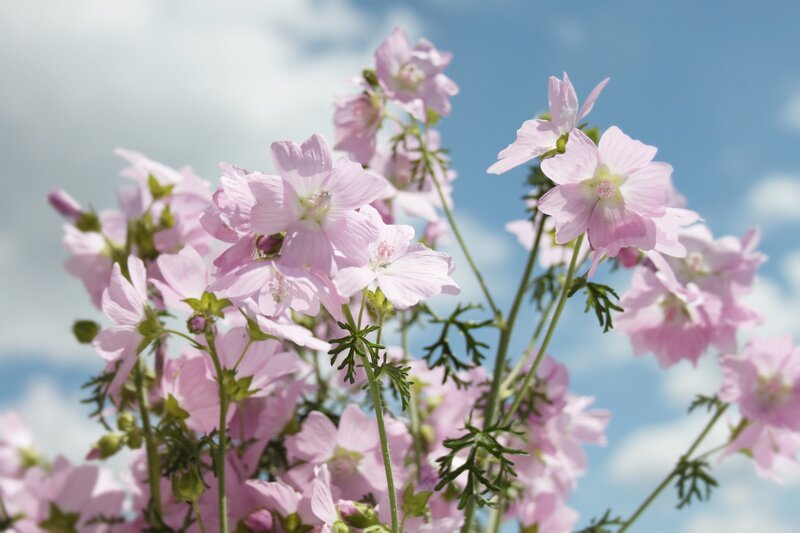 Pink Mallow Flowers