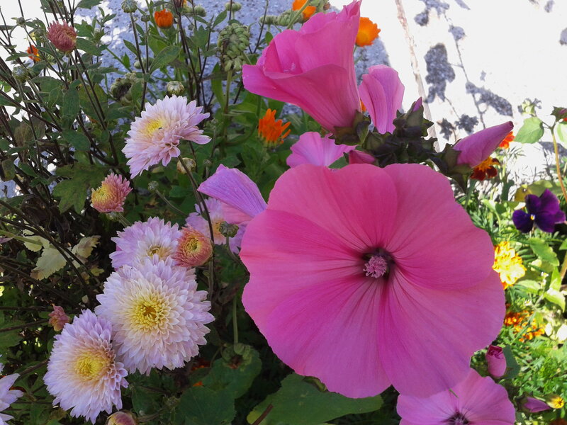 Pink Mallow Flowers — Vibrant