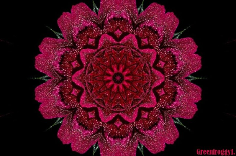 Pink Mandala Flower