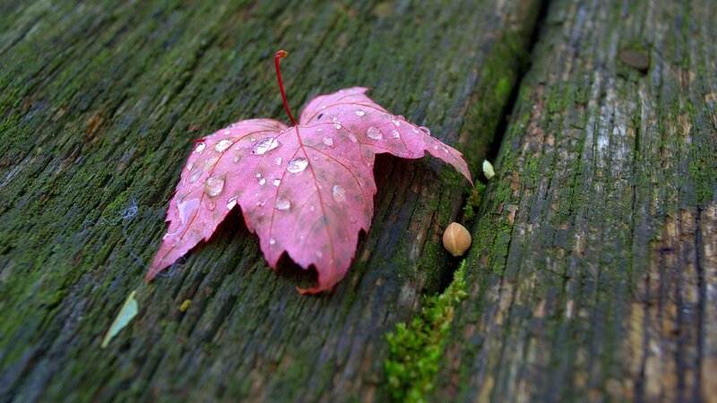 Pink Maple Leaf — Green