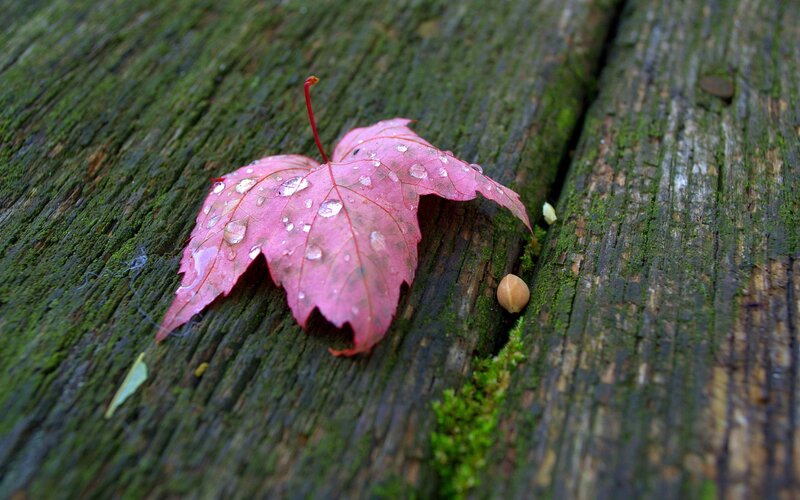 Pink Maple Leaf