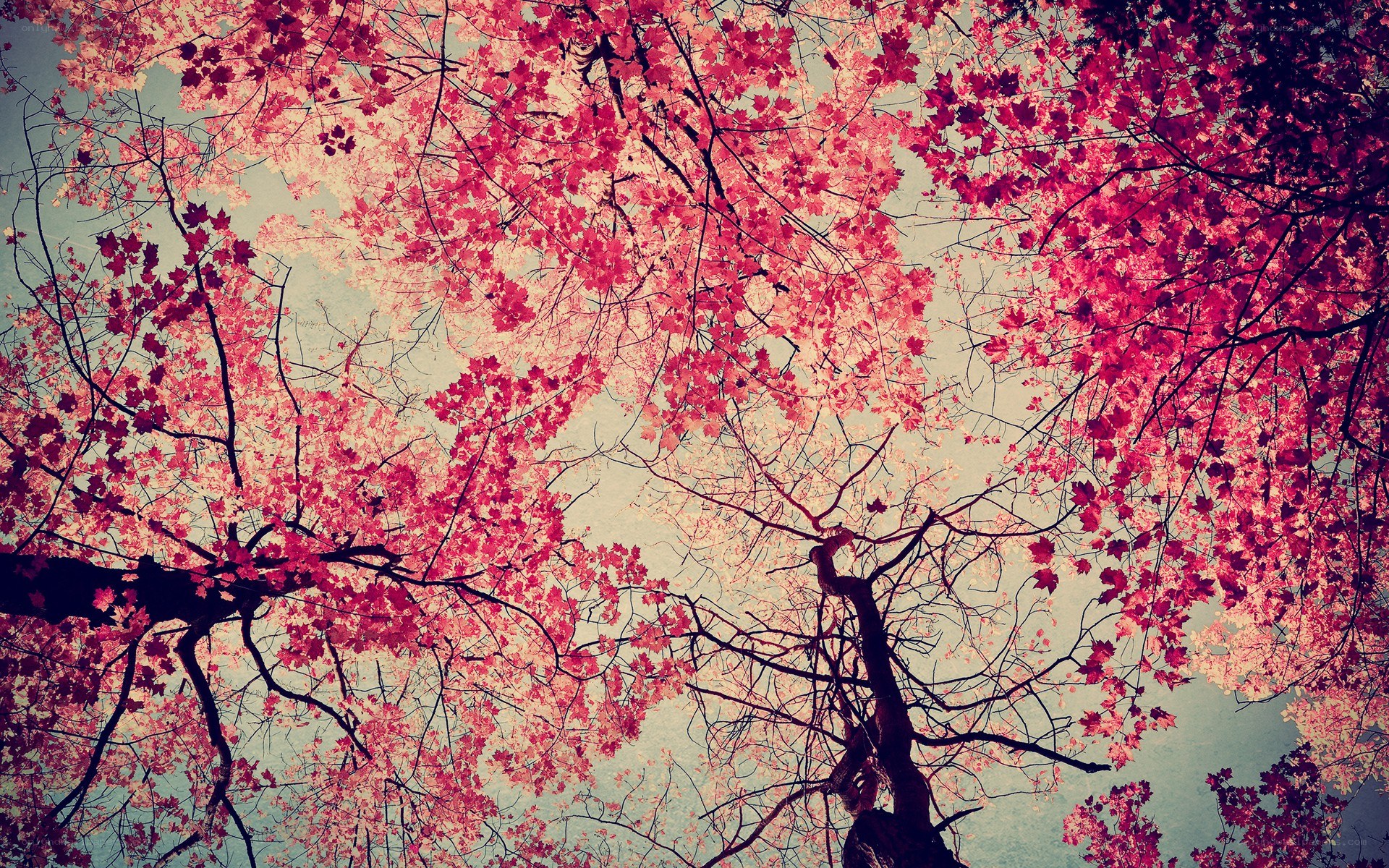 Pink maple leaves against sky