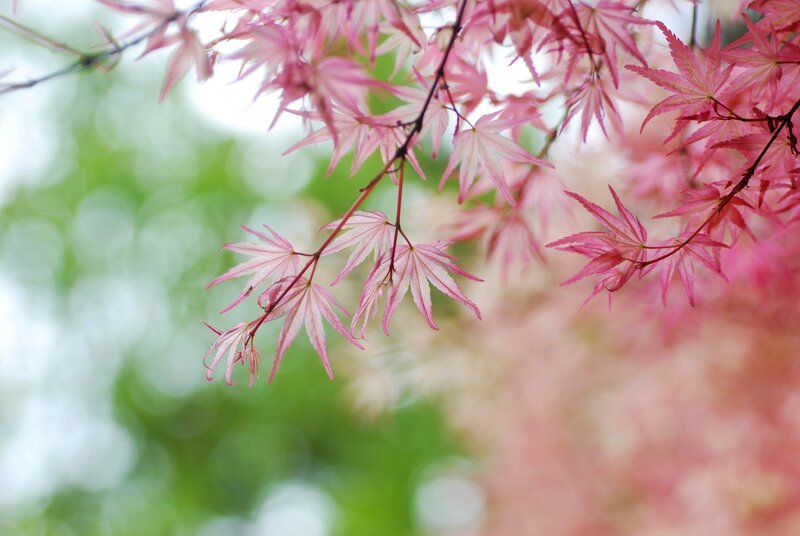 Pink Maple Leaves