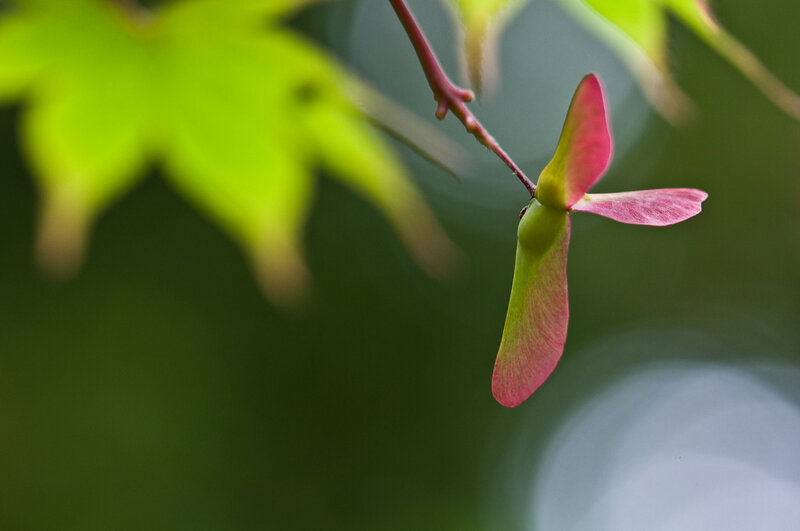 Pink maple seed pod