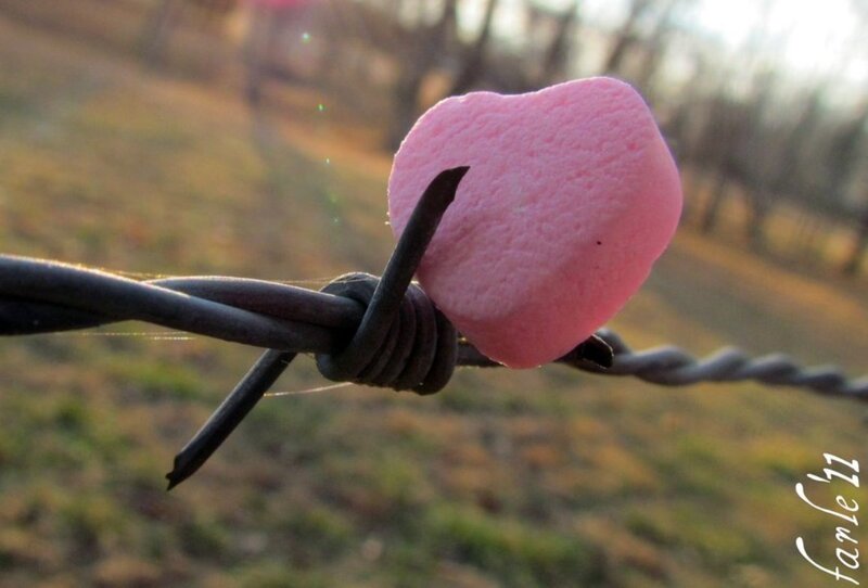 Pink Marshmallow on Barbed Wire