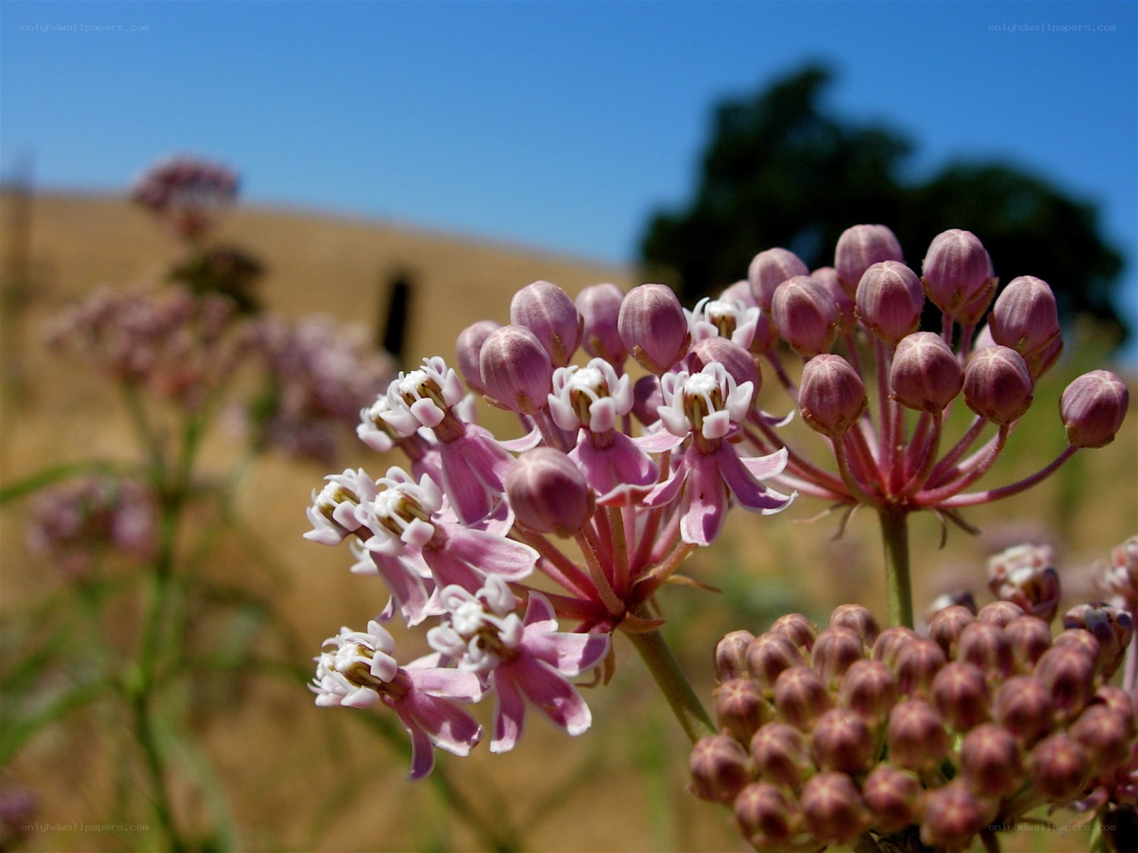 Pink milkweed flowers in field