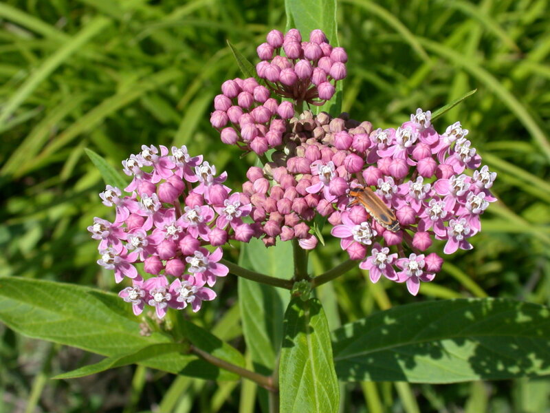 pink milkweed flowers with beetle