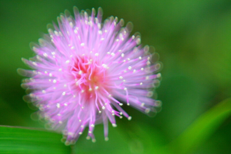 Pink mimosa flower close-up