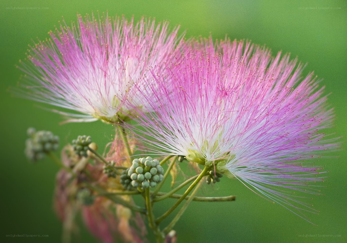 Pink mimosa flower close-up