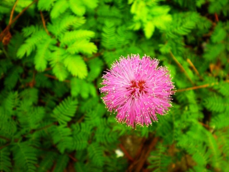 Pink mimosa flower in green foliage