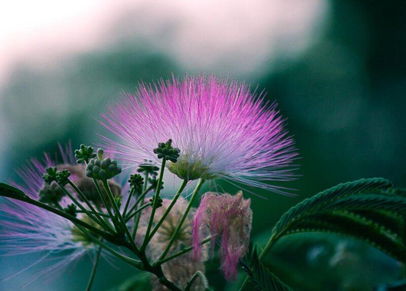Pink Mimosa Flower — Purple
