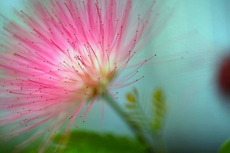 Pink Mimosa Flower — Serene, Afternoon
