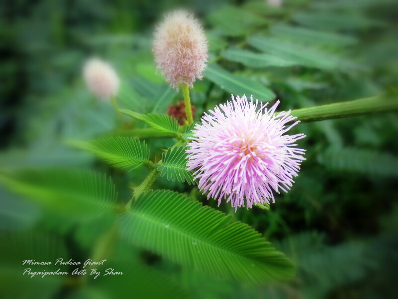 Pink Mimosa Flower — Serene, Photograph