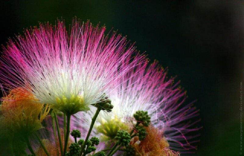 Pink Mimosa Flower — Serene