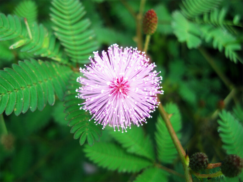 Pink Mimosa Flower