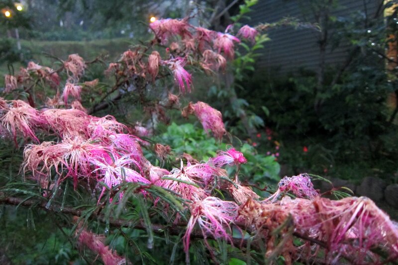 Pink Mimosa Flowers — Calm