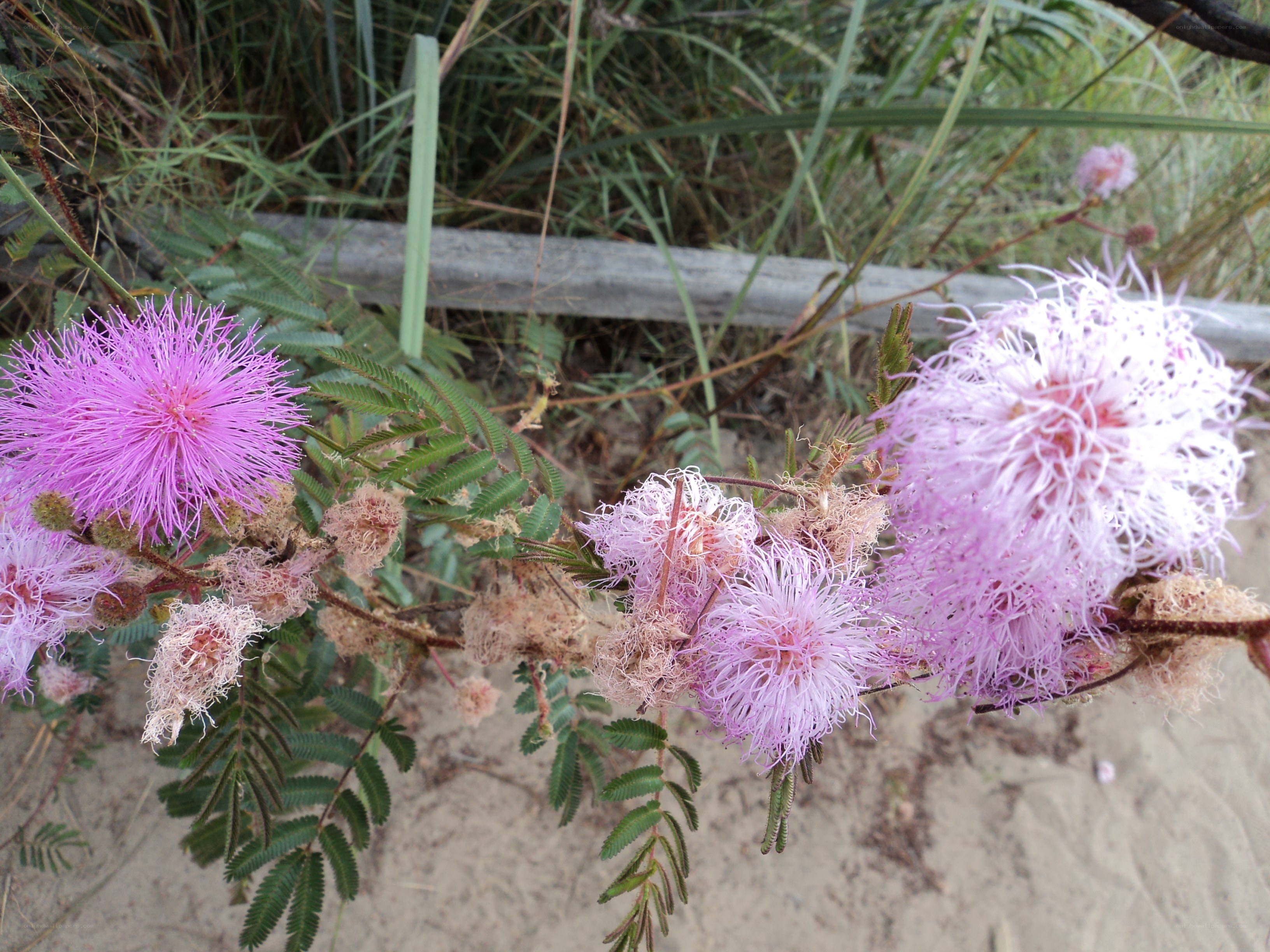 Pink mimosa flowers in bloom