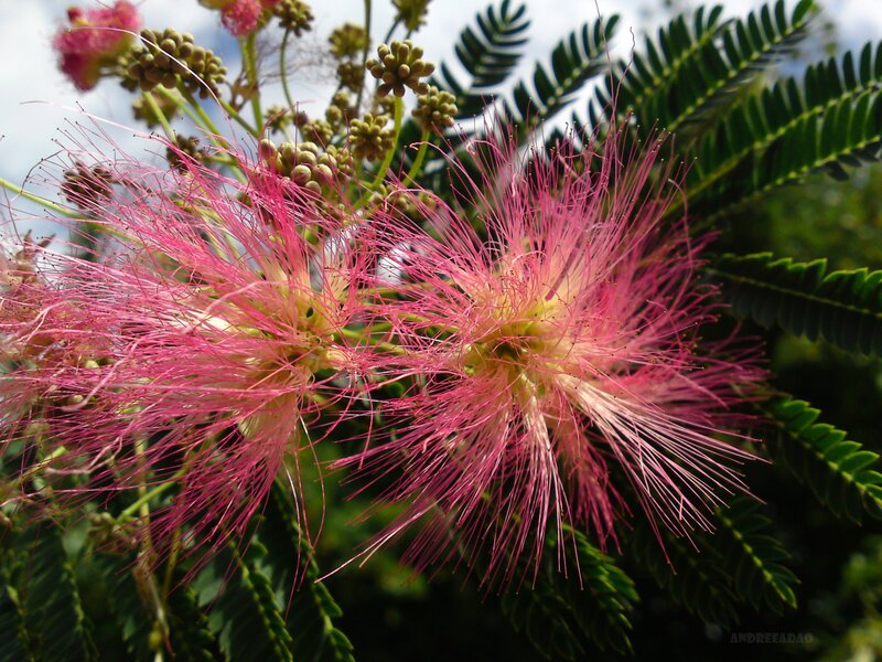 Pink Mimosa Flowers — Natural, Afternoon, Photograph