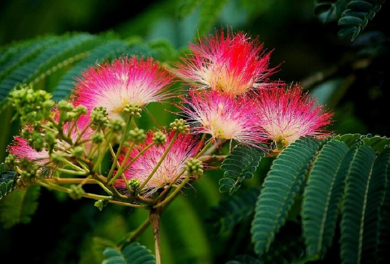 Pink Mimosa Flowers — Natural, Afternoon