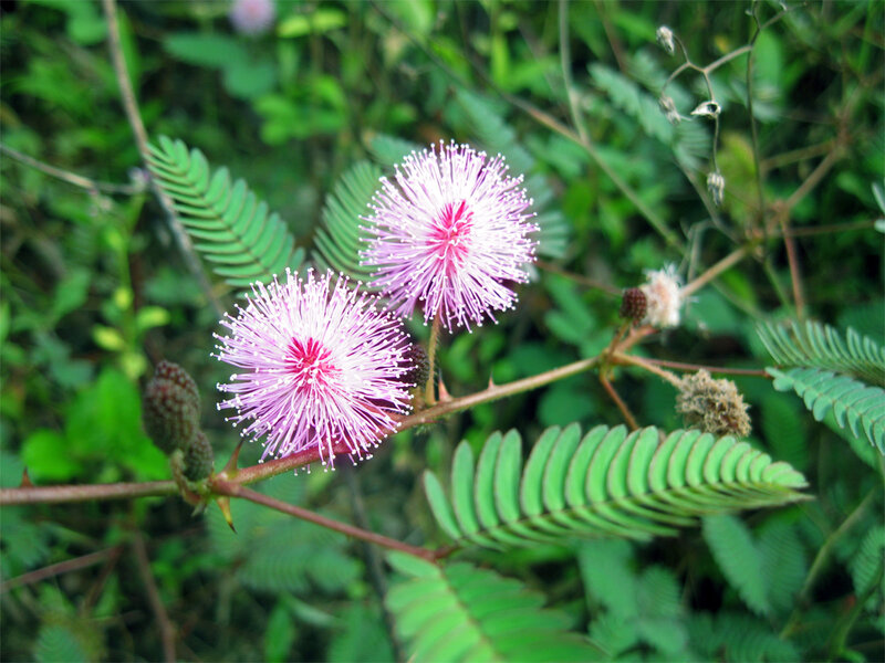 Pink Mimosa Flowers — Natural