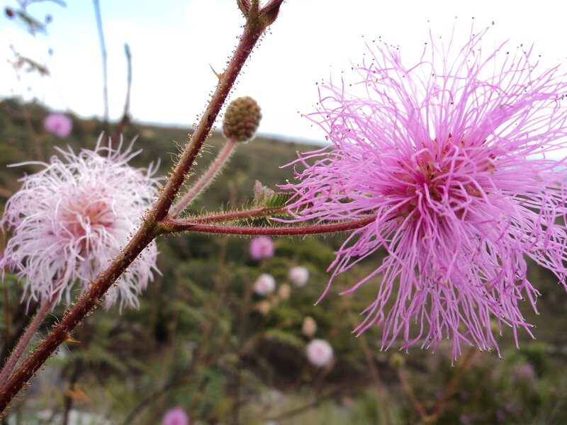 Pink Mimosa Flowers — Purple, Calm