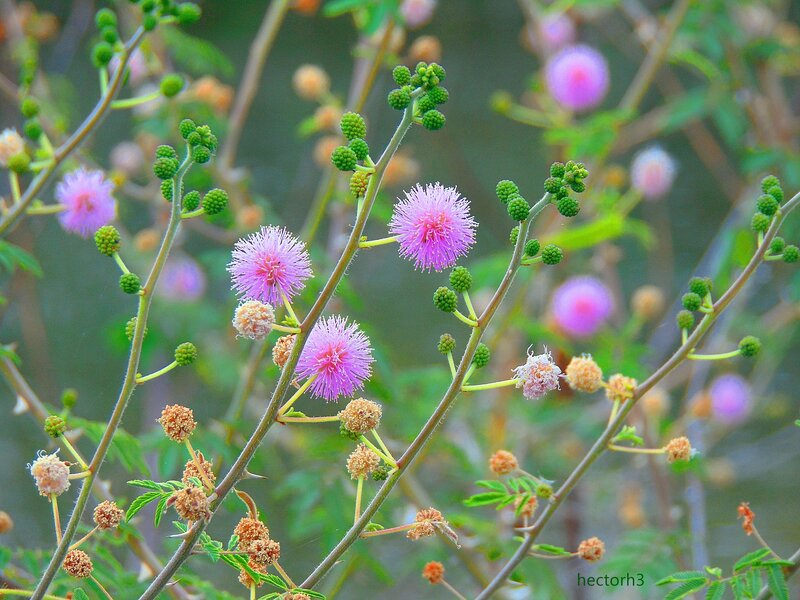 Pink Mimosa Flowers — Purple