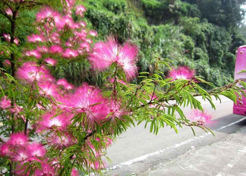 Pink Mimosa Flowers — Serene, Afternoon