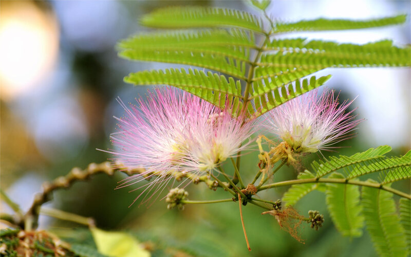Pink Mimosa Flowers — Serene