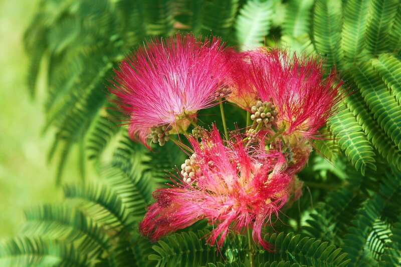 Pink Mimosa Flowers