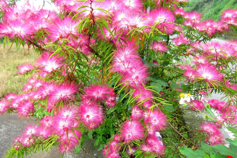 Pink Mimosa Flowers — Vibrant, Spring