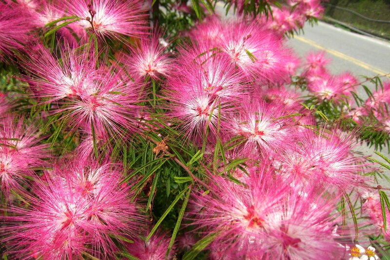 Pink Mimosa Flowers — Vibrant